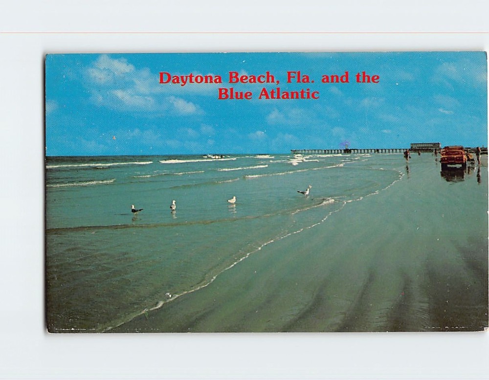 Postcard Gulls in Daytona Beach Florida USA