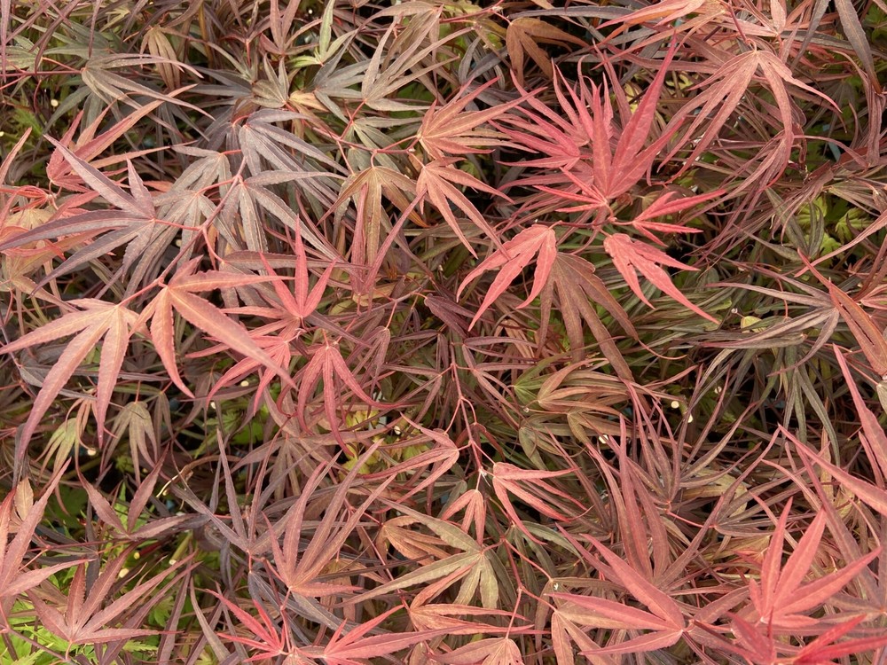 Acer palmatum 'Pung kil' - Japanese Maple *Live Plant-image