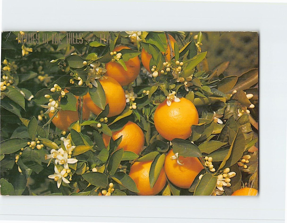 Postcard Branch of an Orange Tree Blooming & Bearing Fruit