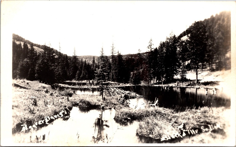 Real Photo Postcard Water Lake View in Black Hills, South Dakota