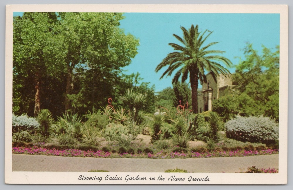 State View~Blooming Cactus Gardens On Alamo Grounds~Vintage Postcard