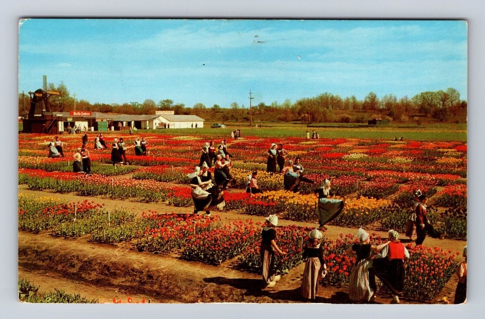 Holland MI-Michigan, Nelis Tulip Farm, Tulip Field, Antique Vintage Postcard