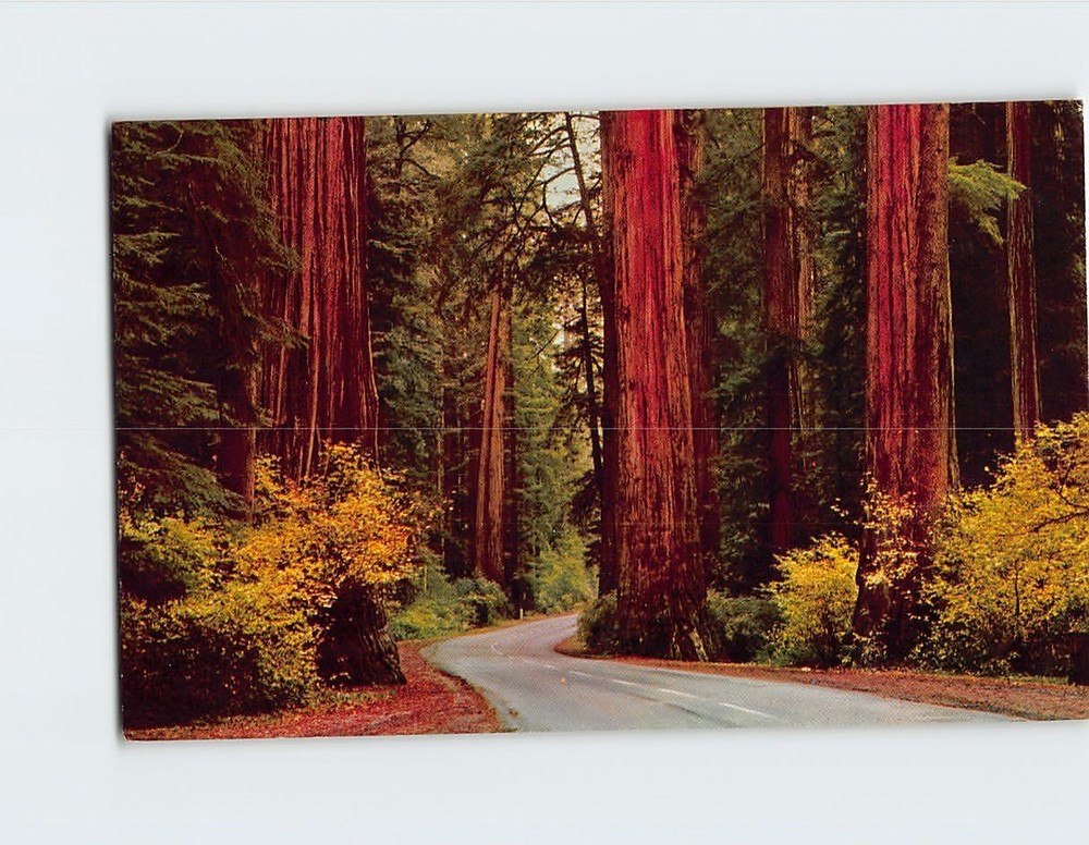 Postcard Avenue of Giants Parkway California USA