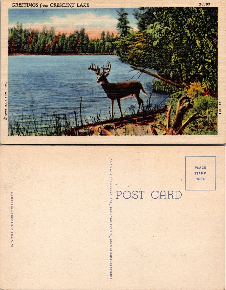 Deer at Shoreline Crescent Lake Scenic View New Hampshire NH Postcard