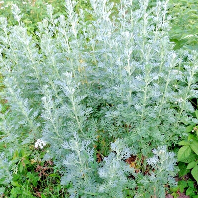 3000+ WORMWOOD ABSINTHE SEEDS SPRING PERENNIAL MOSQUITO PESTS DEER REPELLENT USA-image