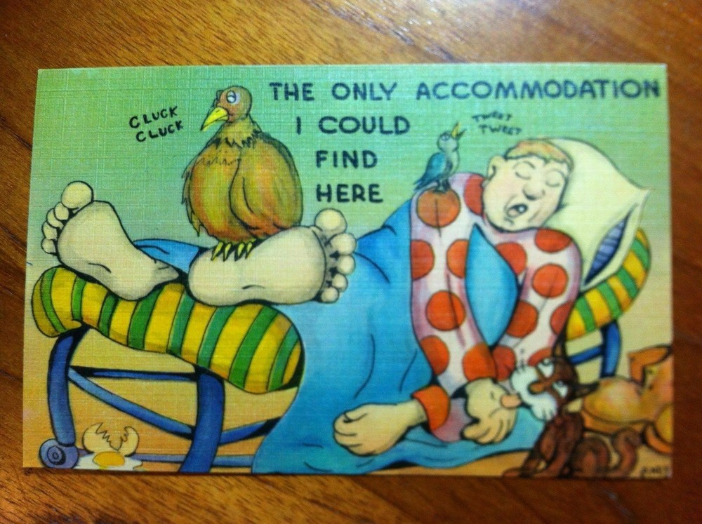 The Only Accommodation I Could Find Here sleeping bird cat postcard NEW unposted-image