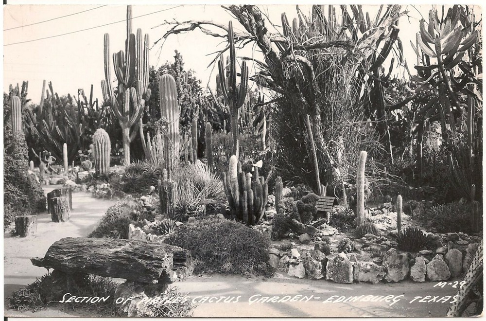 Section of Pirtle's Cactus Garden in Edinburg TX RP Postcard