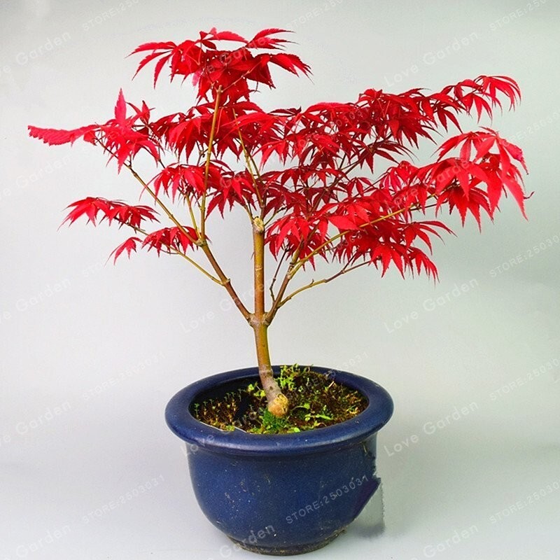20 Seeds/Pack Acer Palmatum Atropurpureum Seeds Real Red Ghost Maple Tree Bonsai-image