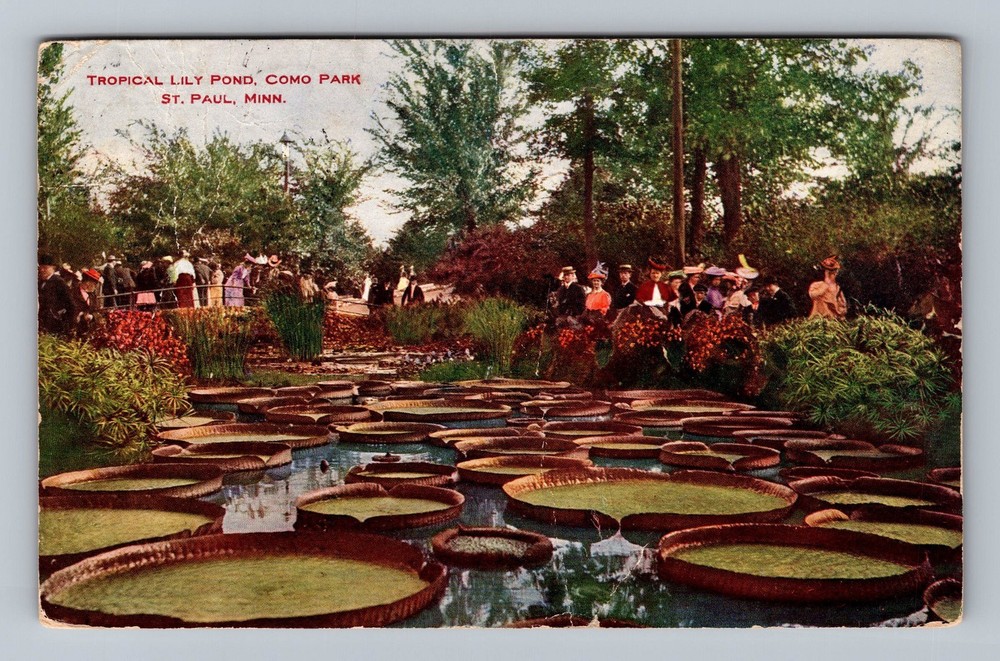 St Paul MN-Minnesota Como Park Tropical Lily Pond Vintage Postcard