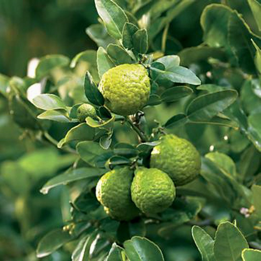 Kaffir Lime Tree- Grafted Semi-Dwarf Thai Kaffir Lime (Ma-grood)-Large