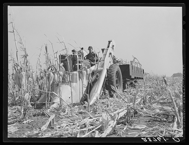 Photo:Grundy County Iowa Fred Coulter Farm 1939 Mechanical Corn Picker