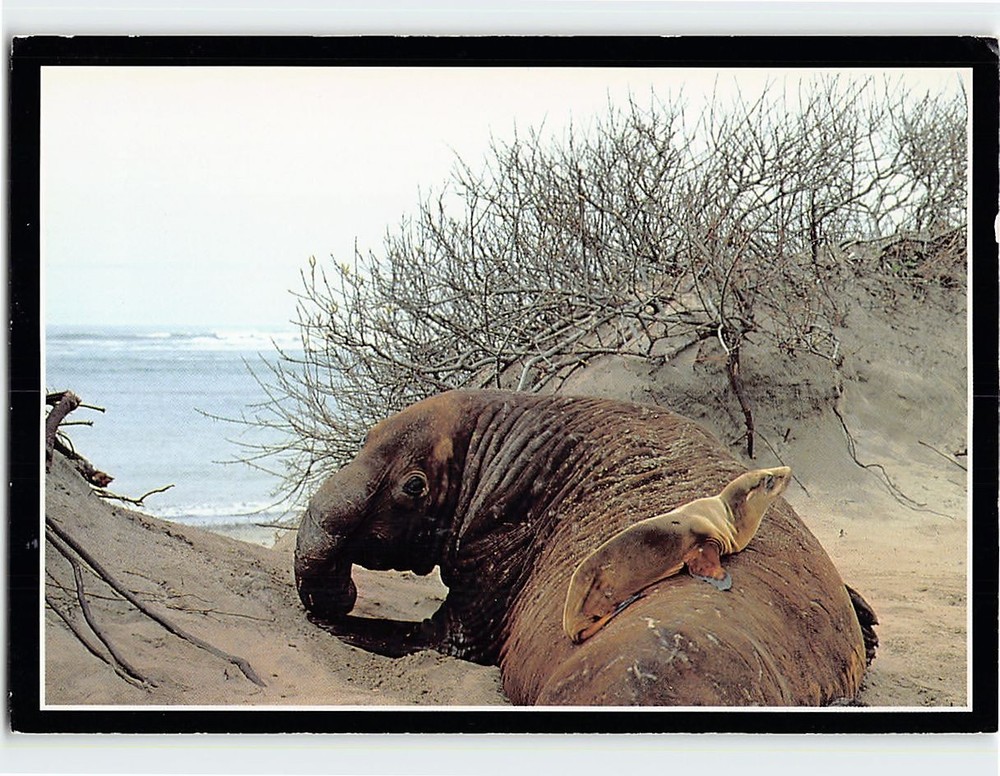 Postcard Sea Lion