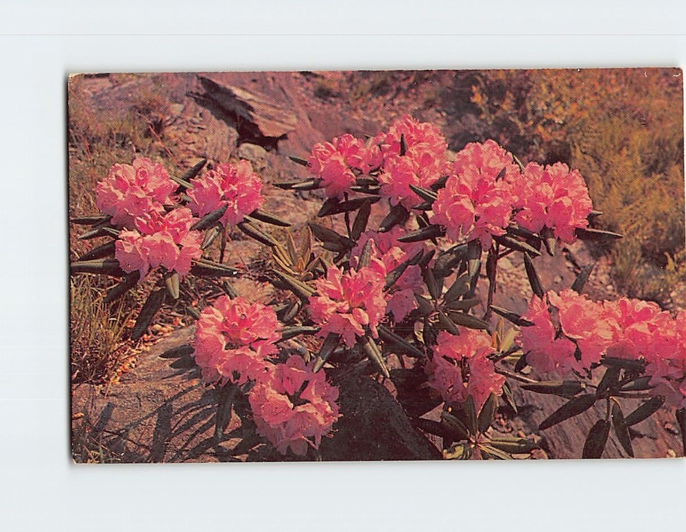 Postcard Rhododendron in full Bloom USA
