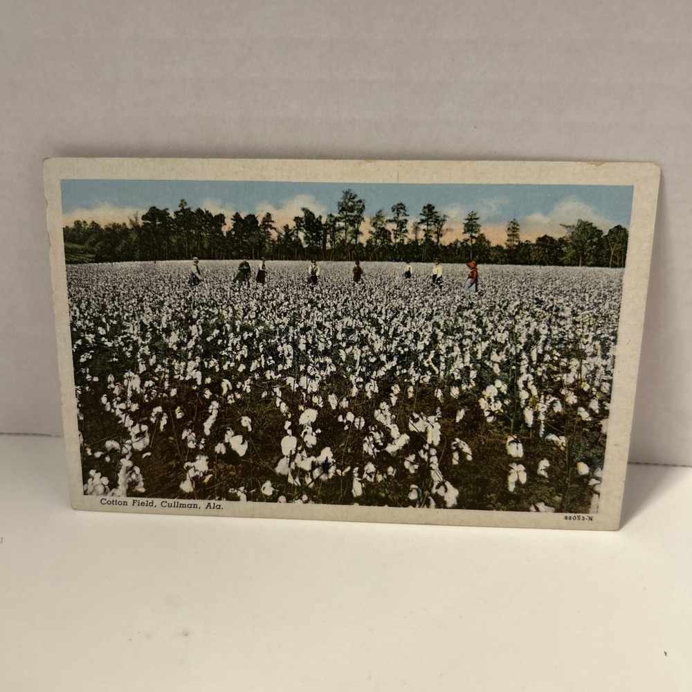 Vintage Cotton Field Postcard Cullman Alabama