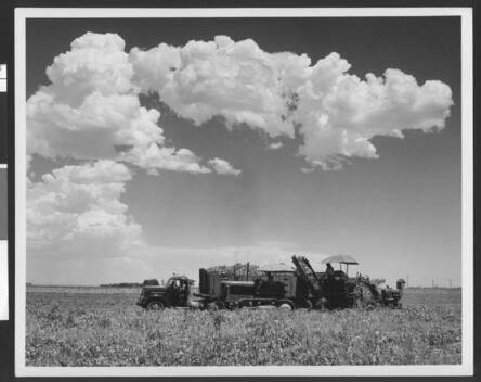 Beet Digger Truck Loading Sugar Beets Into A Truck In Imperial Val - Old Photo