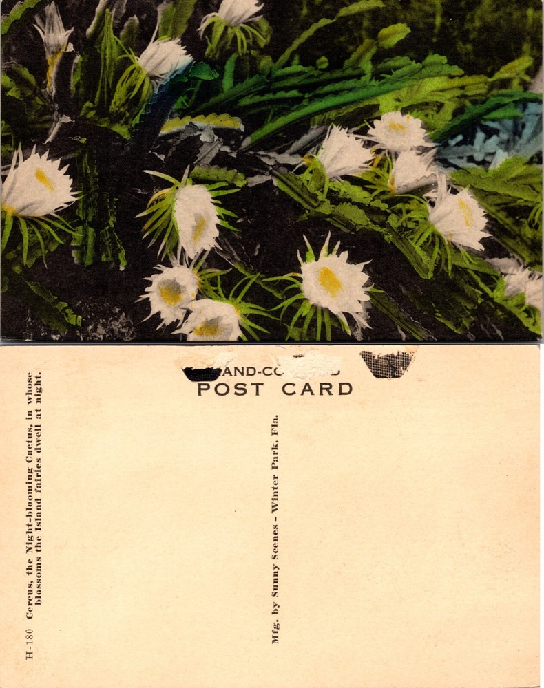 Night Blooming Cereus Flowers Winter Park Florida FL Postcard