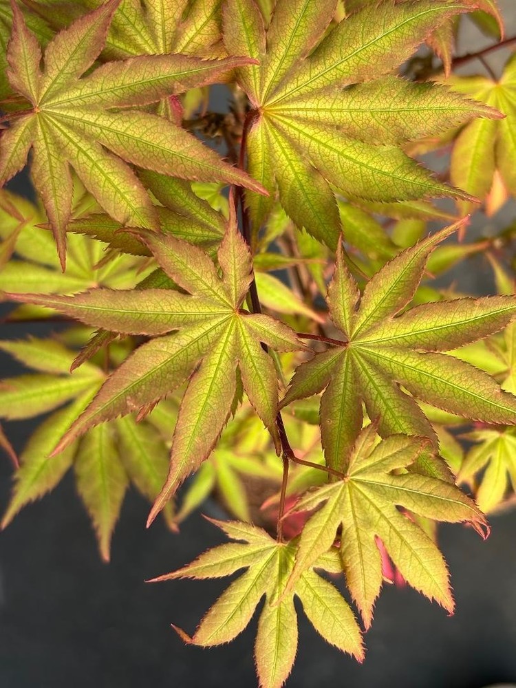Acer palmatum 'Strawberry Spring' (Strawberry Spring Japanese Maple)-image