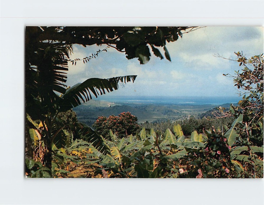 Postcard View from Tropical Rain Forest El Yunque Puerto Rico USA