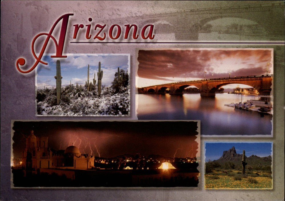 Arizona Saguaro Cacti in winter Lake Havasu City desert bloom ~ postcard sku349