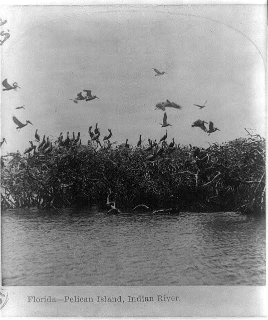 Photo:Florida--Pelican Island, Indian River