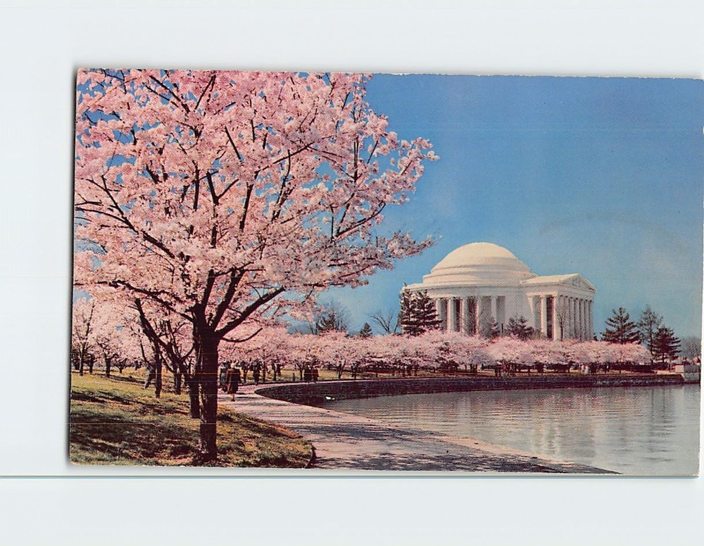 Postcard Cherry Blossoms Tidal Basin Jefferson Memorial Washington DC USA
