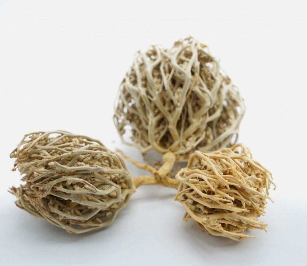 Rose of Jericho Flower of Maryam Anastatica hierochuntica 100g كف مريم