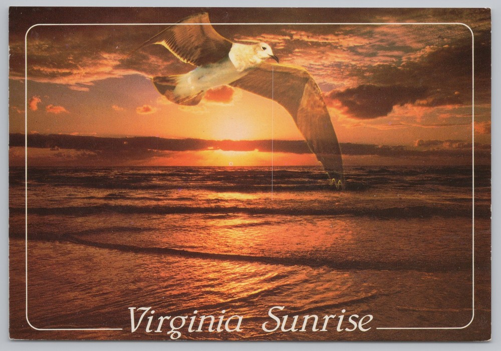Animal~Seagull Over The Ocean @ Sunrise In Virginia~Continental Postcard