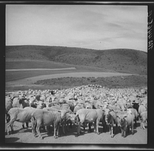 Photo:Sheep in transit. Oneida County, Idaho