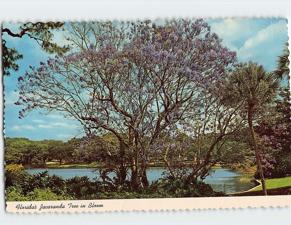 Postcard Jacaranda Tree in Bloom Florida USA