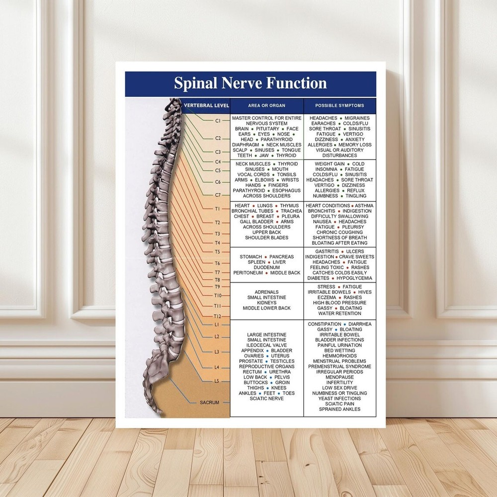Spinal Cord Nerve Functions Poster, Anatomy Poster no frame