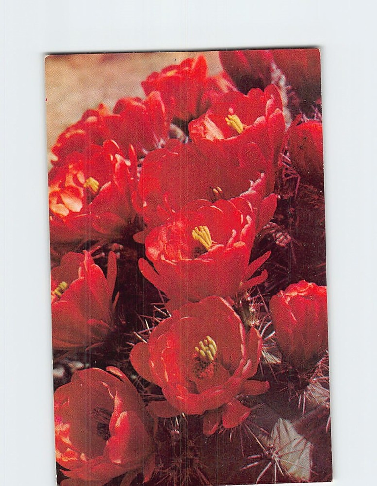 Postcard Cactus Blossoms Flower of the Desert