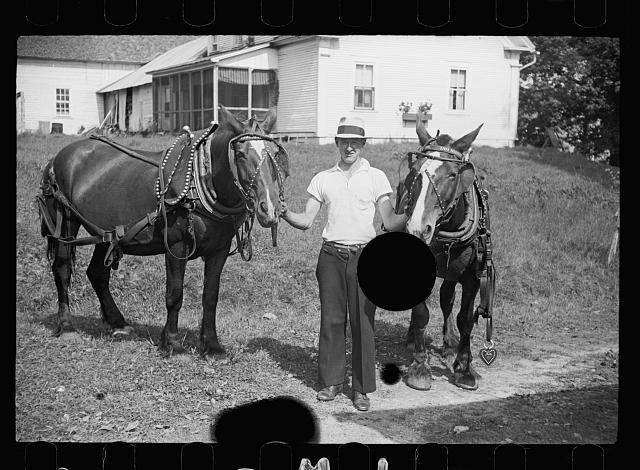 Photo:Albany Vermont 1936 man with mule team fair scene