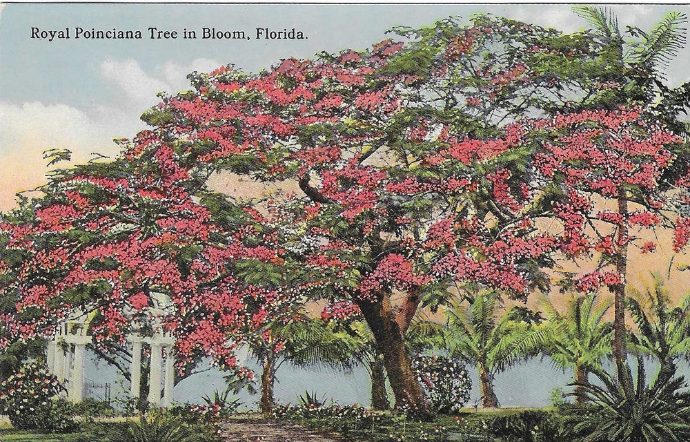 Vintage Florida Linen Postcard Royal Poinciana Tree in Bloom