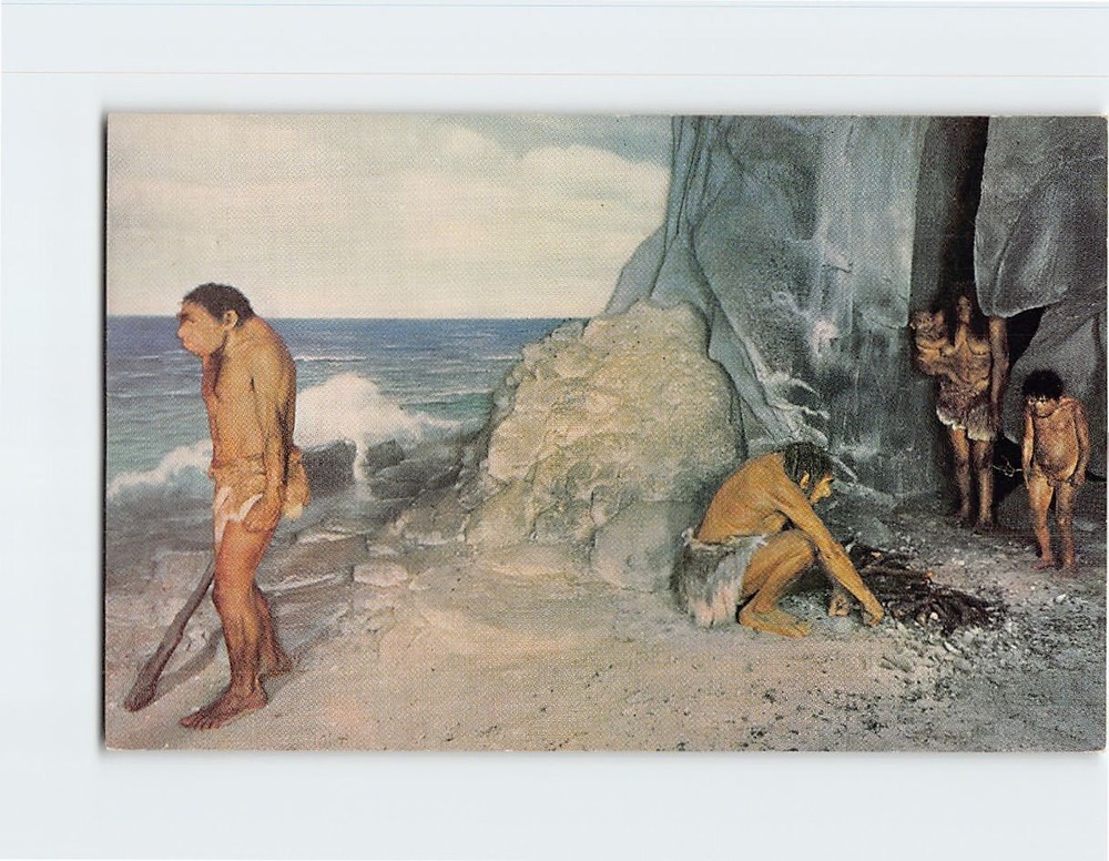 Postcard Restoration of Neanderthal Family Chicago Natural History Museum IL USA