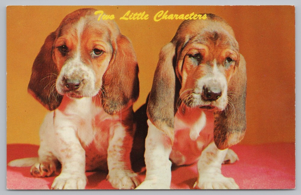 Animal~Two Little Characters~Basset Hound Puppies~Ektachrome~Vintage Postcard