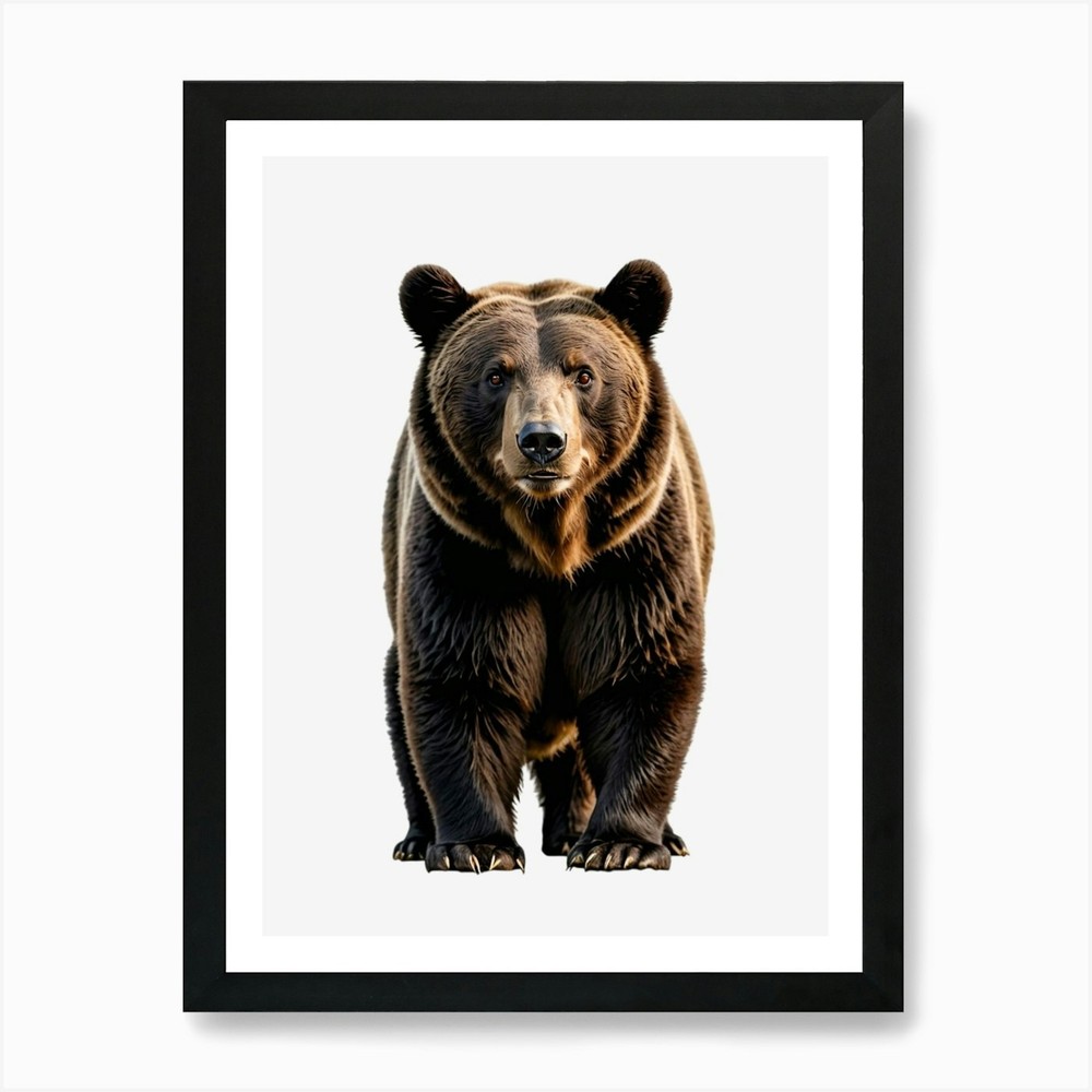Grizzly Bear On Black Background Ar Framed Wall Art Poster Canvas Print Picture