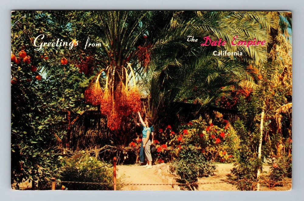 Indio CA-California, Date Trees, Harvesting Dates, Vintage Postcard