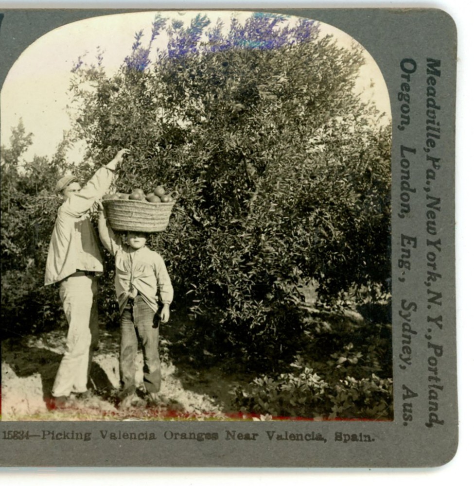 Boys Picking oranges near Valencia Spain Keystone Stereoview