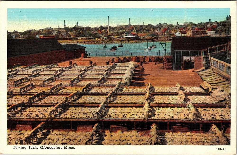 Gloucester MA-Massachusetts, Many Tables Full Drying Fish, Vintage Postcard