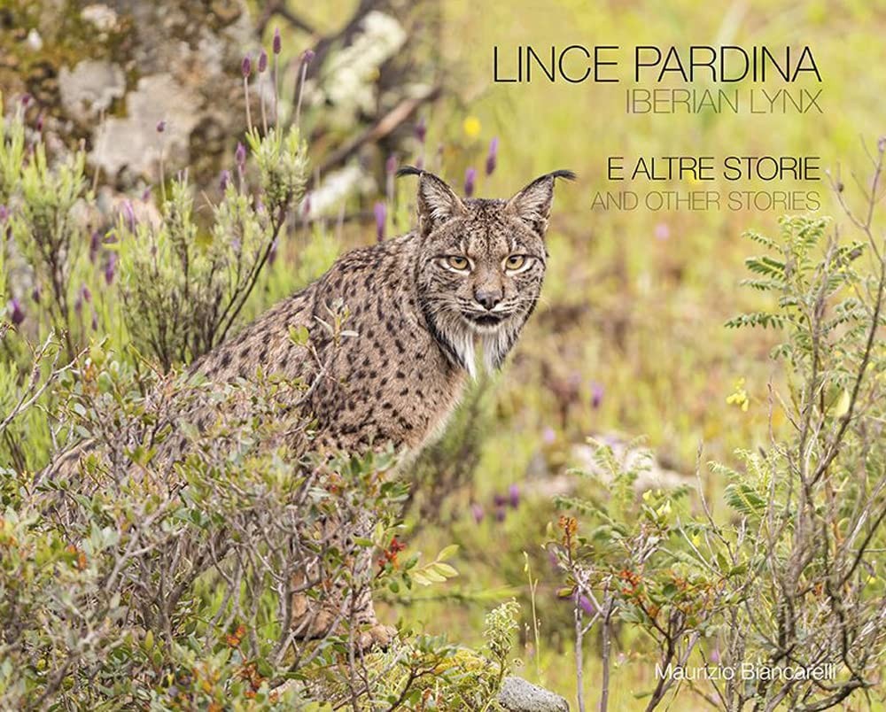 Maurizio Biancar Lince pardina. E altre storie. Ediz. italiana e ing (Paperback)Another great item from Rarewaves USA | Free delivery!
