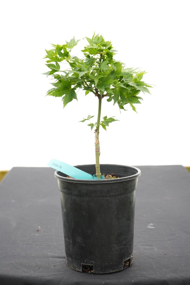Acer palmatum 'Aoba jo' Japanese Maple 1 Gallon-image