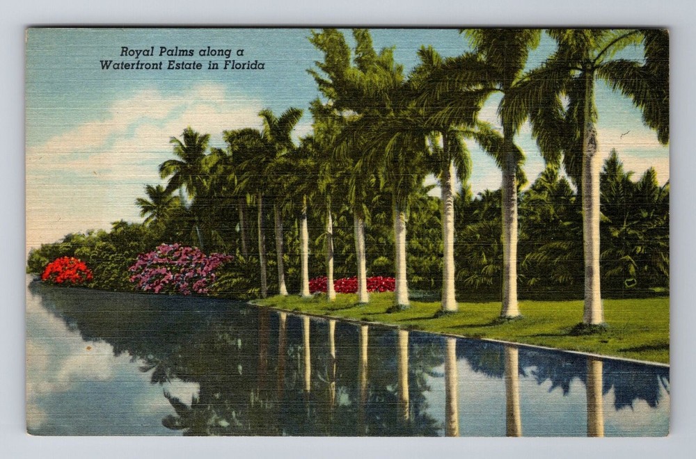 FL-Florida, Royal Palms Along Waterfront Estate, Antique, Vintage Postcard