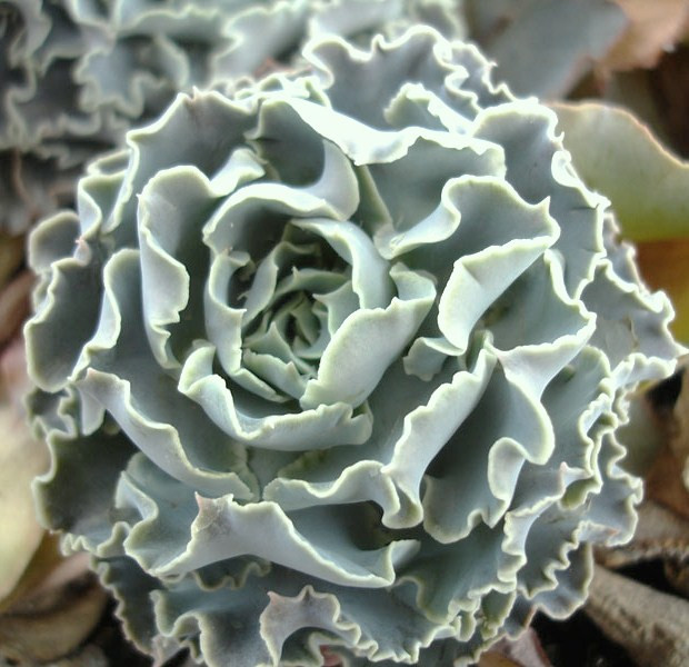 ECHEVERIA SHAVIANA BLUE CURLS exotic rare succulent hen and chicks seed 50 SEEDS