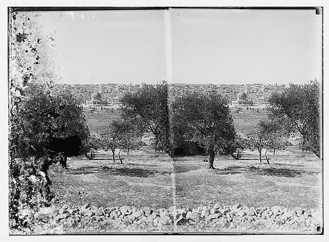Photo:Jerusalem Palestine 1900s Olive Grove Skyline Stereograph Print