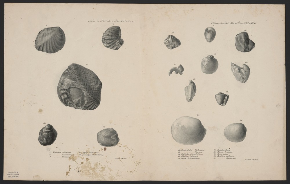 9533.Decoration Poster.Room Wall art.Home decor.Fossil.Book illustration.Science