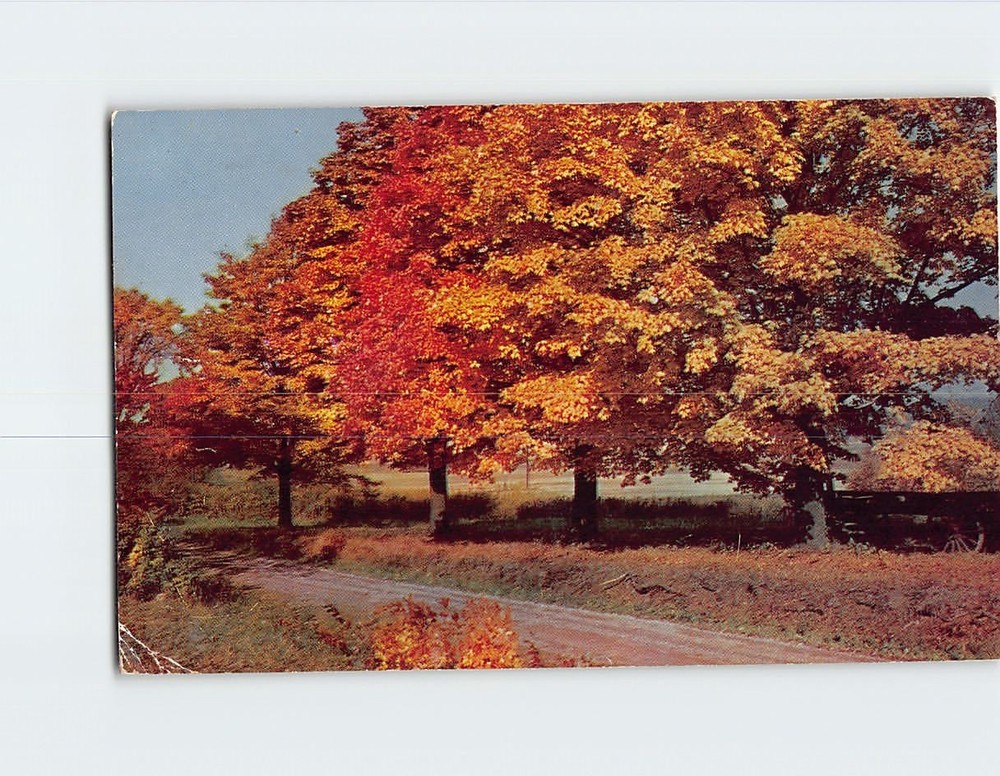 Postcard Road Trees Landscape Scenery