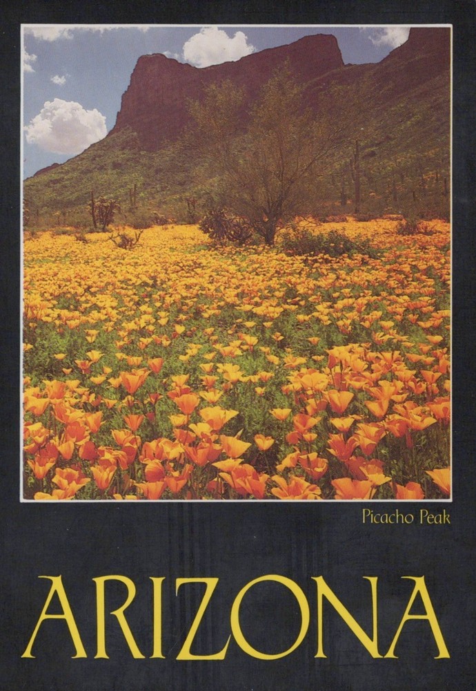 Poppies Blanket Picacho Peak Arizona 4x6 Postcard