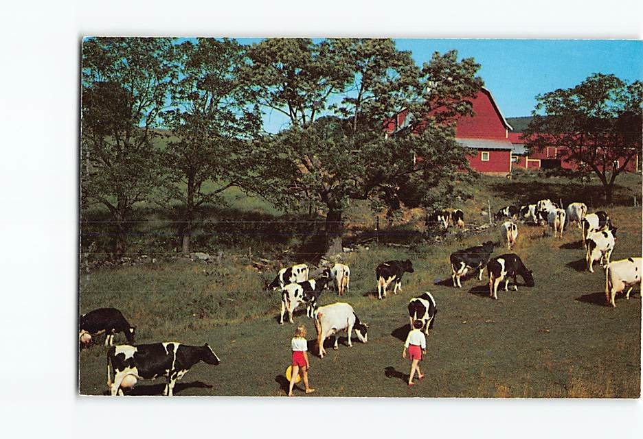 Postcard Mount Joy PA Pennsylvania Holstein Cows Red Barn Farm Scene Nycechrome