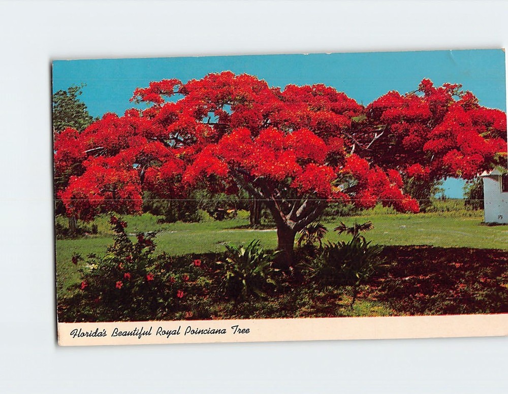 Postcard Floridas Beautiful Royal Poinciana Tree Florida USA