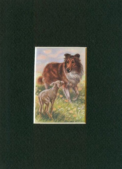 Collie Rough - CUSTOM MATTED - Dog Art Print Gift - CLEARANCE